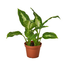 Load image into Gallery viewer, ?id=18589993959577