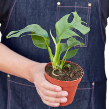 Load image into Gallery viewer, Philodendron Mini Monstera Minima