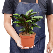 Load image into Gallery viewer, Calathea 'Beauty Star'