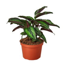 Load image into Gallery viewer, Calathea 'Beauty Star'