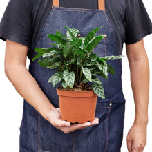 Load image into Gallery viewer, Calathea Concinna 'Freddie'
