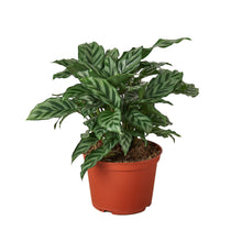 Load image into Gallery viewer, Calathea Concinna 'Freddie'