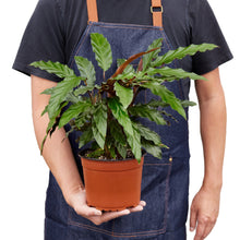 Load image into Gallery viewer, Calathea Rufibarba 'Furry Feather'