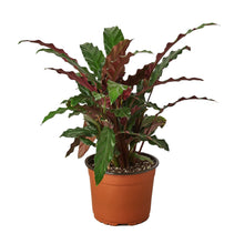 Load image into Gallery viewer, Calathea Rufibarba 'Furry Feather'