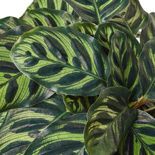 Load image into Gallery viewer, Calathea 'Makoyana'