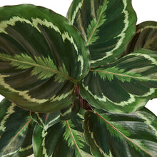 Load image into Gallery viewer, Calathea Roseopicta 'Medallion'