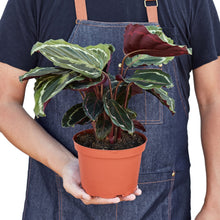 Load image into Gallery viewer, Calathea Roseopicta 'Medallion'