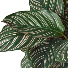 Load image into Gallery viewer, Calathea 'Ornata'