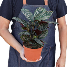 Load image into Gallery viewer, Calathea 'Ornata'