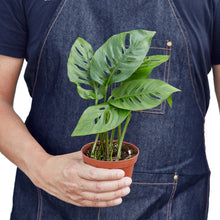 Load image into Gallery viewer, Monstera Adansonii 'Swiss Cheese'