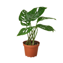 Load image into Gallery viewer, Monstera Adansonii 'Swiss Cheese'