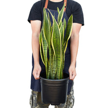 Load image into Gallery viewer, Snake Plant Laurentii - 10" Pot