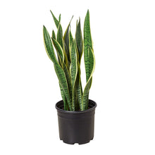 Load image into Gallery viewer, Snake Plant Laurentii - 10" Pot