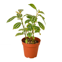 Load image into Gallery viewer, Pilea 'Aluminum'