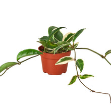 Load image into Gallery viewer, Hoya Carnosa 'Tricolor'