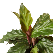 Load image into Gallery viewer, Calathea Rufibarba 'Furry Feather'