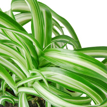 Load image into Gallery viewer, Spider Plant 'Bonnie'