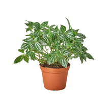 Load image into Gallery viewer, Pilea 'Aluminum'