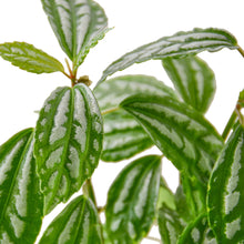 Load image into Gallery viewer, Pilea 'Aluminum'