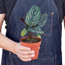 Load image into Gallery viewer, Calathea 'Ornata'