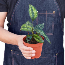 Load image into Gallery viewer, Calathea 'Beauty Star'