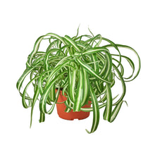 Load image into Gallery viewer, Spider Plant 'Bonnie'
