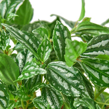 Load image into Gallery viewer, Pilea 'Aluminum'