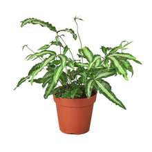 Load image into Gallery viewer, Pteris Cretica 'Albo Fern'