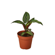 Load image into Gallery viewer, Calathea 'Beauty Star'