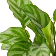 Load image into Gallery viewer, Calathea Concinna 'Freddie'