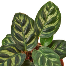 Load image into Gallery viewer, Calathea 'Makoyana'
