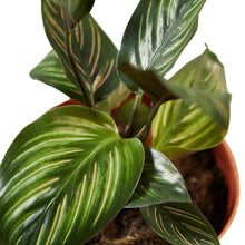 Load image into Gallery viewer, Calathea 'Beauty Star'