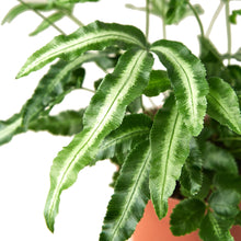 Load image into Gallery viewer, Pteris Cretica 'Albo Fern'
