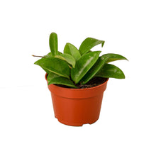 Load image into Gallery viewer, Hoya Carnosa