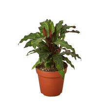 Load image into Gallery viewer, Calathea Rufibarba 'Furry Feather'