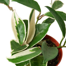 Load image into Gallery viewer, Hoya Carnosa 'Tricolor'