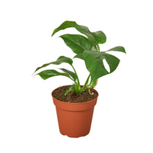 Load image into Gallery viewer, Philodendron Mini Monstera Minima