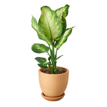Load image into Gallery viewer, ?id=19669828370585