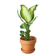 Load image into Gallery viewer, ?id=19669828403353