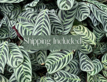 Load image into Gallery viewer, Hoya Carnosa 'Tricolor'