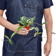 Load image into Gallery viewer, Hoya Carnosa 'Tricolor'