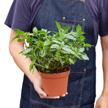 Load image into Gallery viewer, Pilea 'Aluminum'