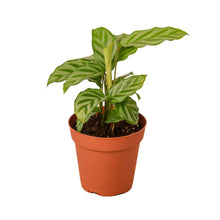 Load image into Gallery viewer, Calathea Concinna 'Freddie'