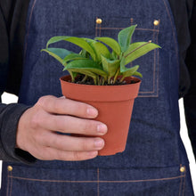 Load image into Gallery viewer, Hoya Carnosa