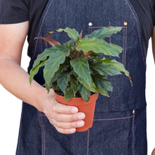 Load image into Gallery viewer, Calathea Rufibarba 'Furry Feather'