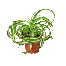 Load image into Gallery viewer, Spider Plant 'Bonnie'