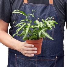 Load image into Gallery viewer, Pteris Cretica 'Albo Fern'