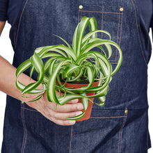 Load image into Gallery viewer, Spider Plant 'Bonnie'