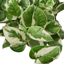 Load image into Gallery viewer, 2 Pothos Variety Pack - 4&quot; Pot
