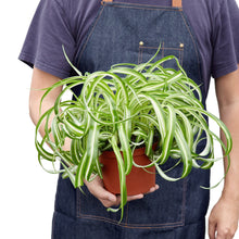 Load image into Gallery viewer, Spider Plant &#39;Bonnie&#39;
